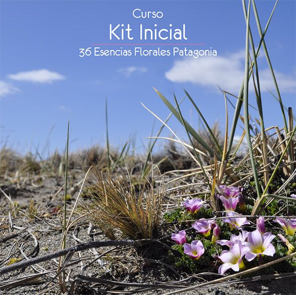 Curso Flores de Bach Chile Esencias Patagonia