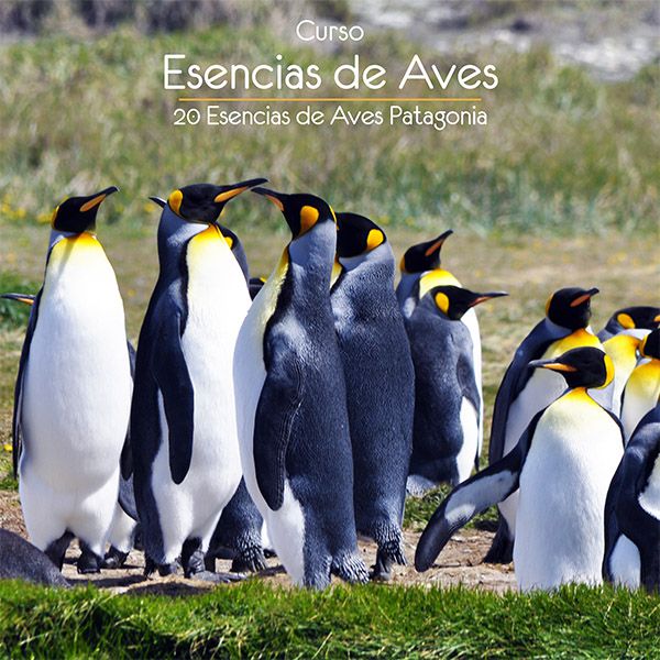 Curso Esencias de Aves Terapia Floral