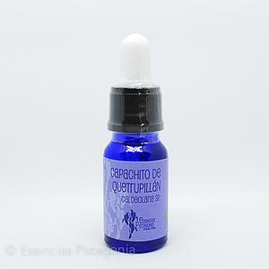 Capachito de Quetrupillán - Stock Bottle 10 ml.