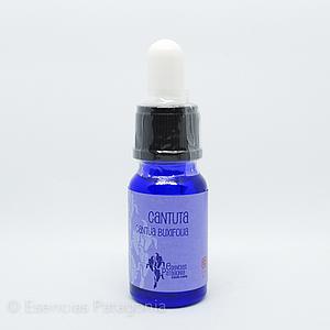 Cantuta - Stock Bottle 10 ml.