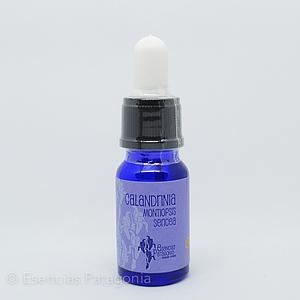 Calandrinia - Stock Bottle 10 ml.