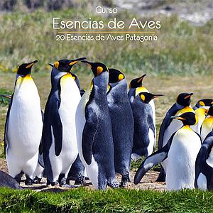 Curso Esencias de Aves - ONLINE (Sin Kit de Esencias)