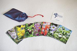 Cartas Kit Inicial